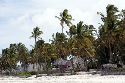 Palm trees against cloudy sky