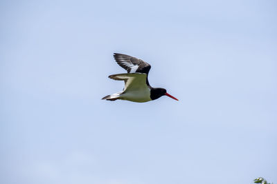 Low angle view of bird flying in sky