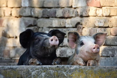 Two curious pigs at a farm looking from the cote