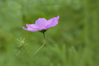 Close-up of pink flower