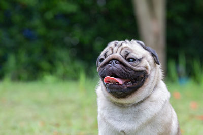 Close-up portrait of a dog