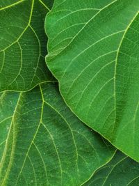 Full frame shot of green leaves