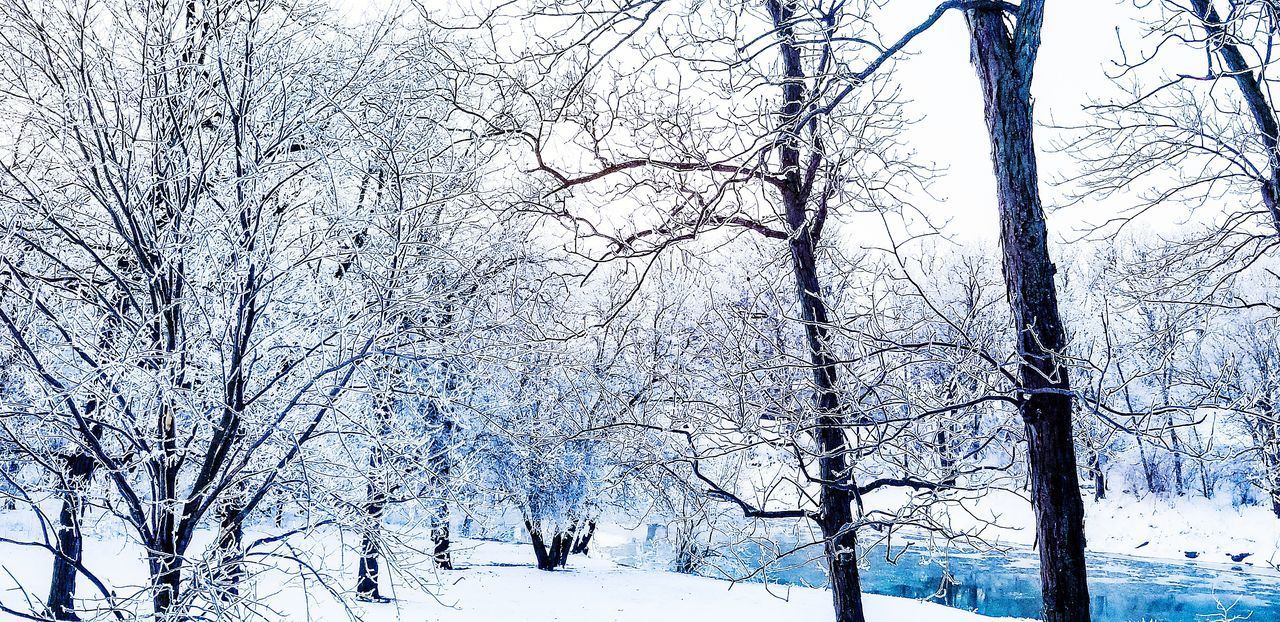 BARE TREES ON SNOW COVERED LAND AGAINST SKY