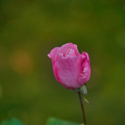 Close-up of pink rose