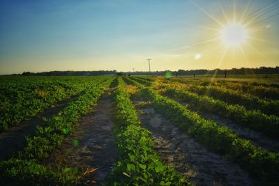 Scenic view of grassy field against sky during sunset