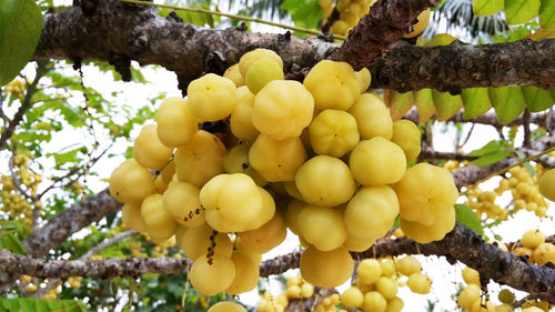 Close-up of fruits on tree