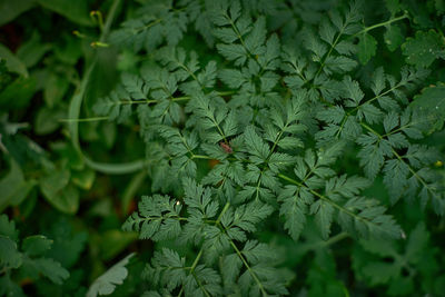 Close-up of green leaves on plant