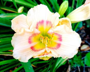 Close-up of flower