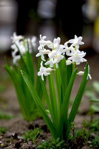 Close-up of white flowering plant