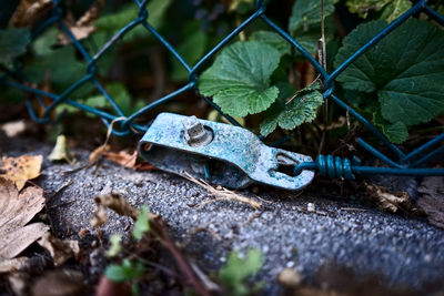Close-up of lizard on dirt road