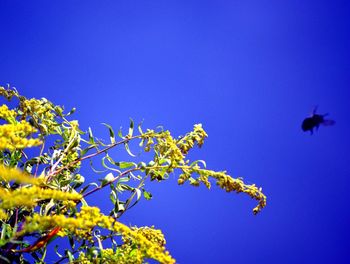 Low angle view of flowering plant against blue sky