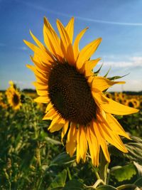 Close-up of sunflower