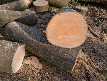 High angle view of logs in forest