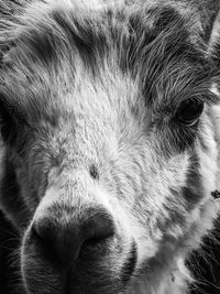 Close-up portrait of a lama 