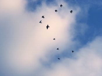 Low angle view of birds flying in sky