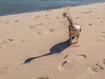 High angle view of a bird on beach
