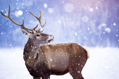 Reindeer standing outdoors during winter