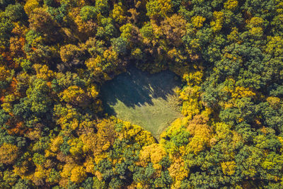 High angle view of yellow flowering trees in forest during autumn
