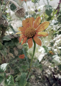 Close-up of flower blooming outdoors