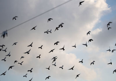 Low angle view of birds flying in sky