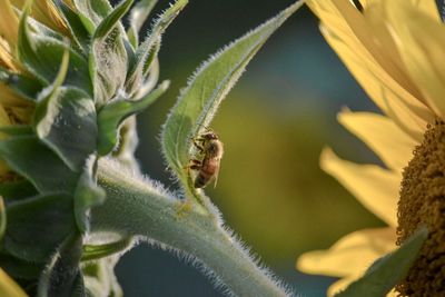 Close-up of insect on leaf