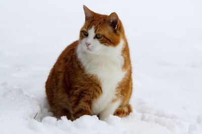 Cat lying on snow covered field