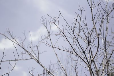 Low angle view of bare tree against sky