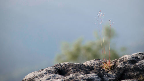 Close-up of plant on rock against sky