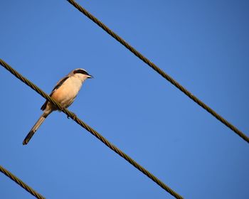 Low angle view of bird perching on cable