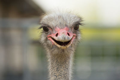 Close-up portrait of a bird