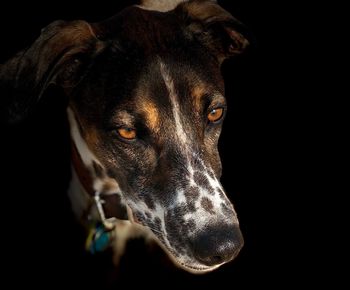 Close-up portrait of a dog over black background