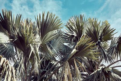 Low angle view of palm tree against sky