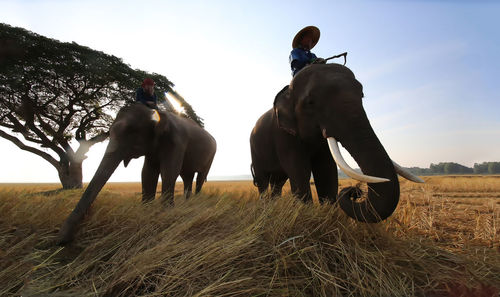 Low section of men riding elephant against sky