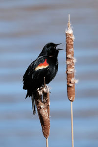 Red-winged blackbird