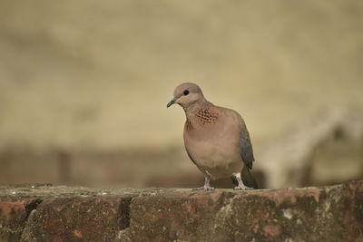 Close-up of bird perching on wood