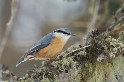 Woodpecker on pine