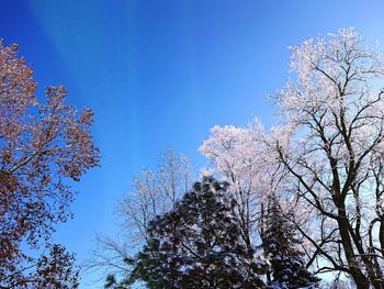 Low angle view of cherry blossom against blue sky
