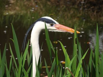 Bird in a lake