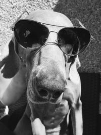 Portrait of dog on sunglasses