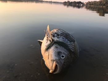 High angle view of fish in lake