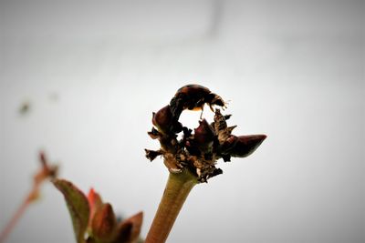Close-up of wilted plant