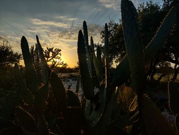 Close-up of cactus growing on field against sky during sunset