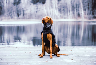 Dog looking away while sitting on lake