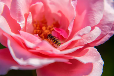 Close-up of bee pollinating on pink flower