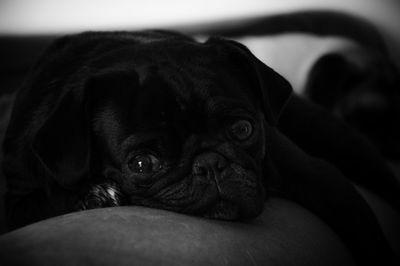 Close-up portrait of dog