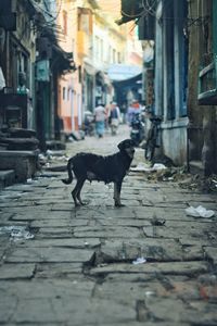 Dog on street amidst buildings in city