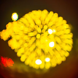 Close-up of yellow flower