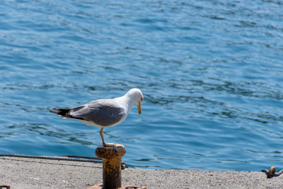 Big beautiful seagull landed on the bollard front of the ship port