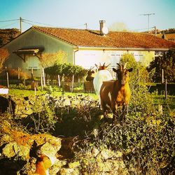 Horse in pasture