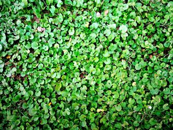 Full frame shot of plants